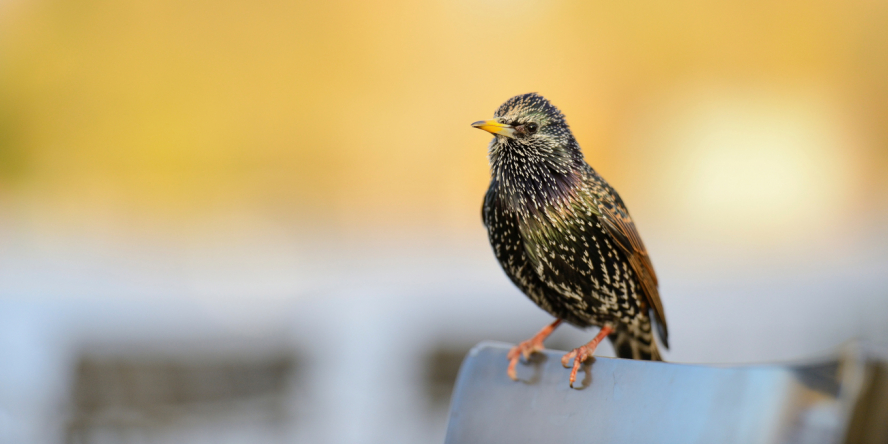 Étourneau sansonnet posé sur le haut d'un dossier de chaisse d'une terrasse